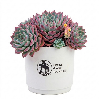 Assorted Succulents in White Pot