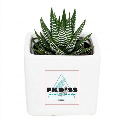 Assorted Succulents in White Square Ceramic Pot