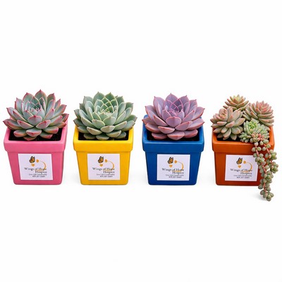 Assorted Succulents in Square Ceramic Pot